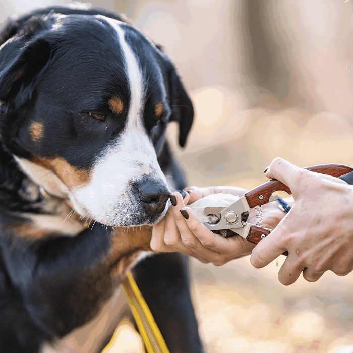 dog nail clippers