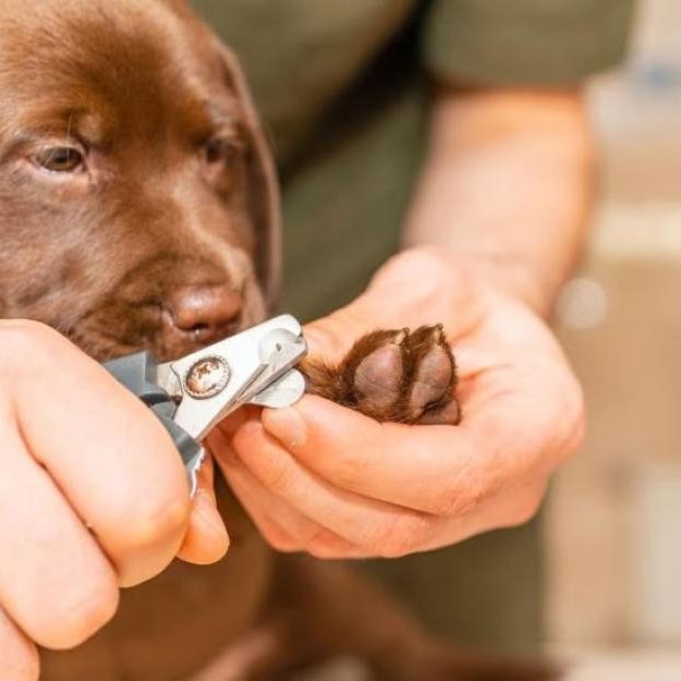 dog nail clippers