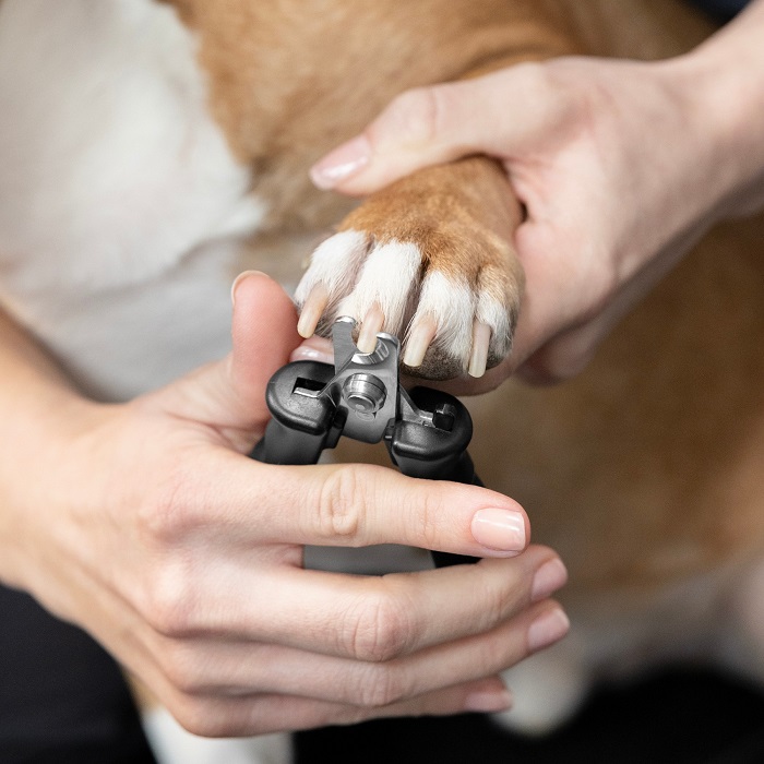 dog nail clippers